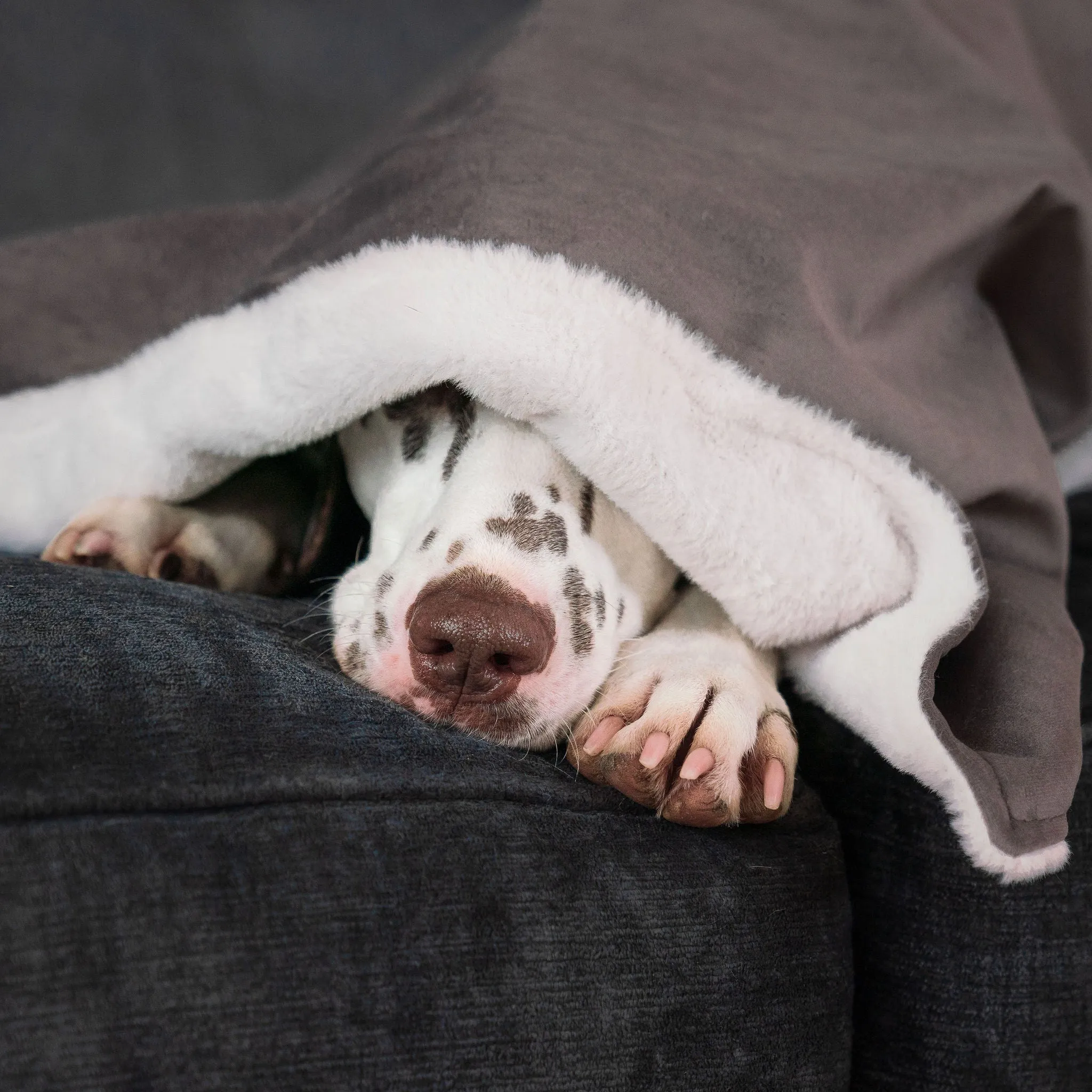 Dog & Puppy Blanket in Silt Velvet by Lords & Labradors