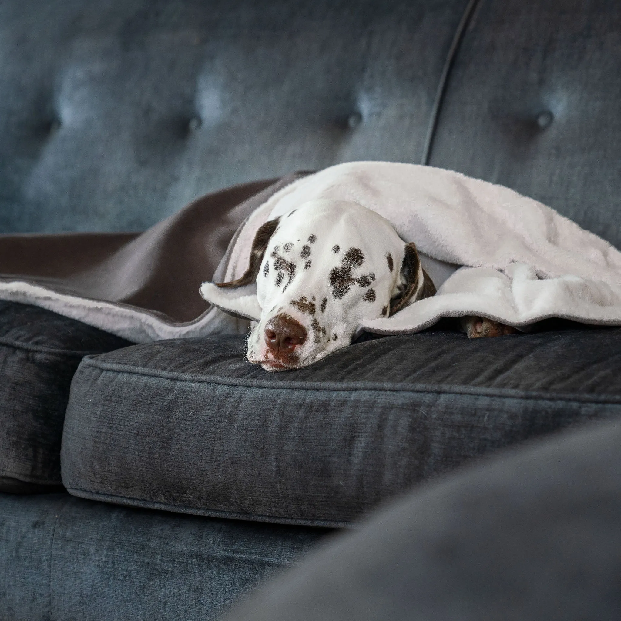 Dog & Puppy Blanket in Silt Velvet by Lords & Labradors