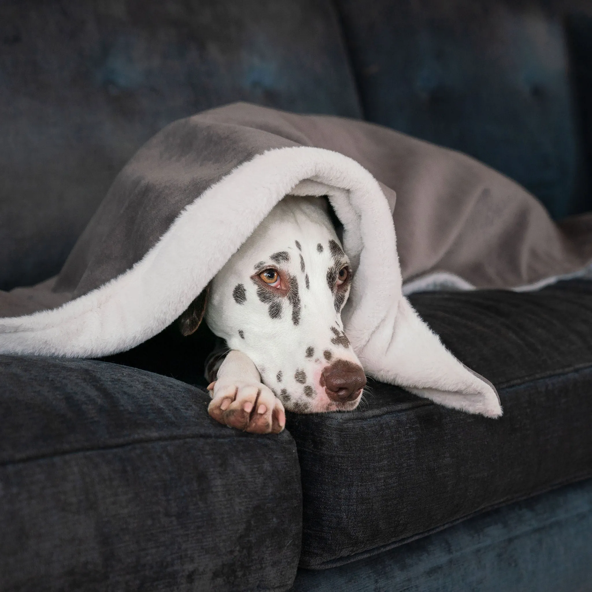 Dog & Puppy Blanket in Silt Velvet by Lords & Labradors
