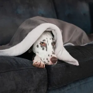 Dog & Puppy Blanket in Silt Velvet by Lords & Labradors