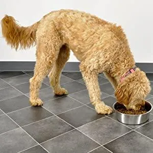 Human Grade Stainless Steel Dog Bowls  - Bergan - Up to 17 cups of Dry Food