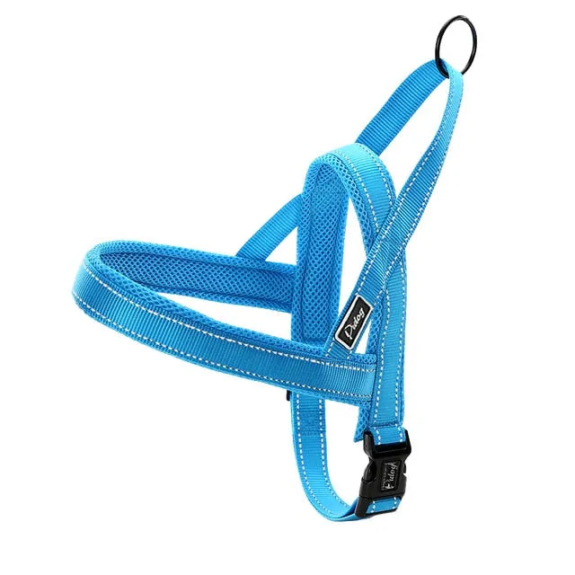 Leash Dog