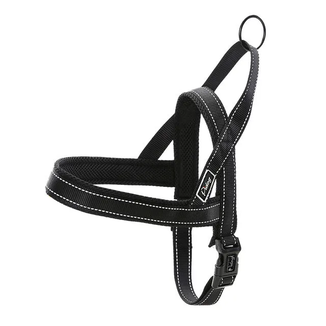 Leash Dog