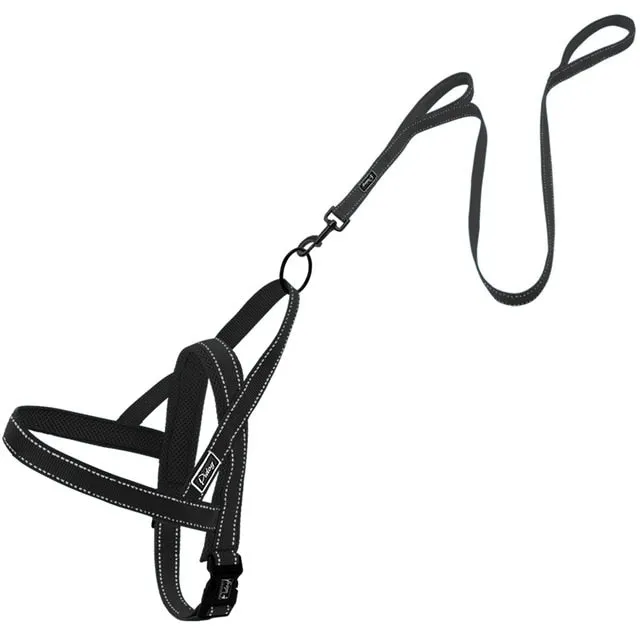 Leash Dog