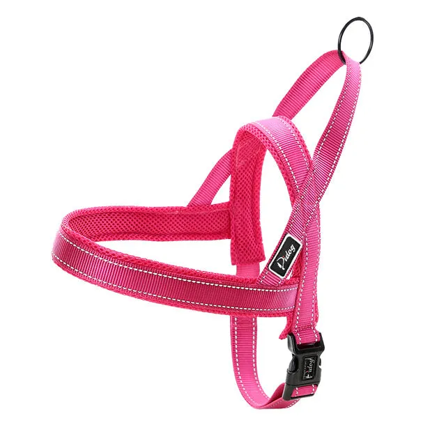 Leash Dog