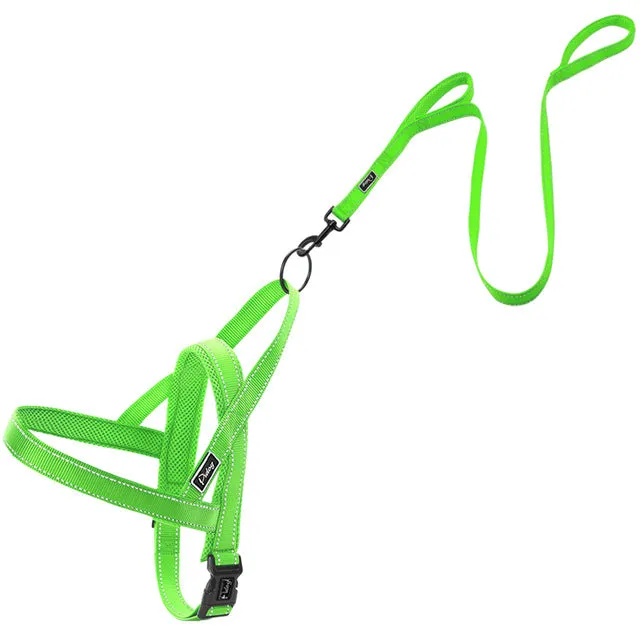 Leash Dog