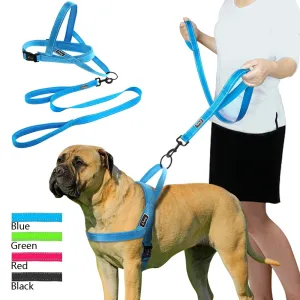 Leash Dog