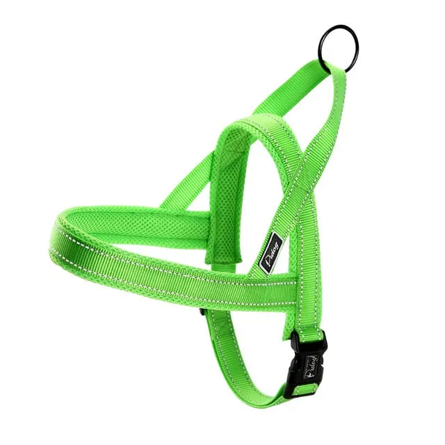 Leash Dog