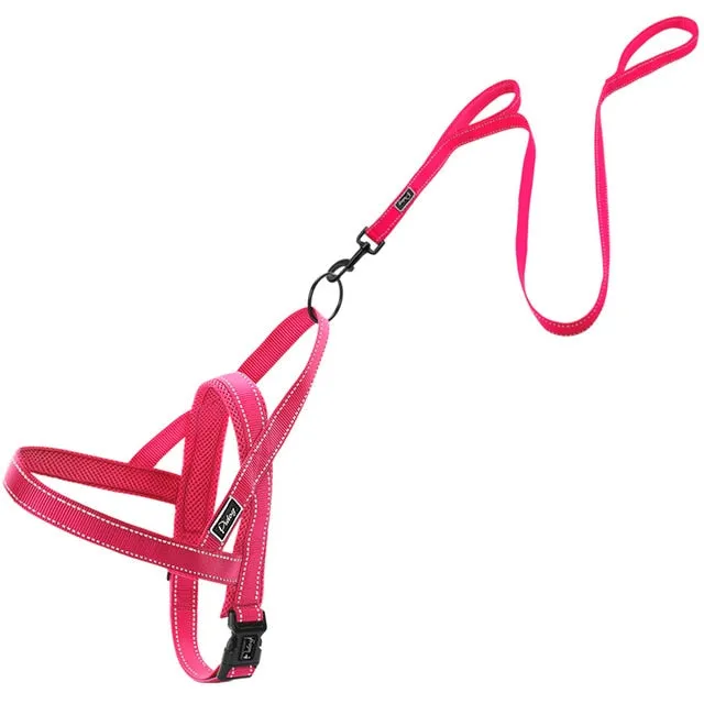 Leash Dog