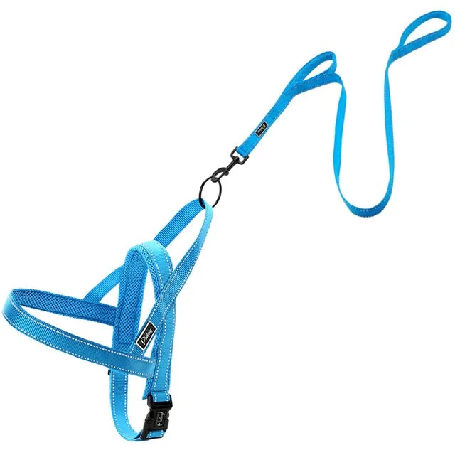 Leash Dog