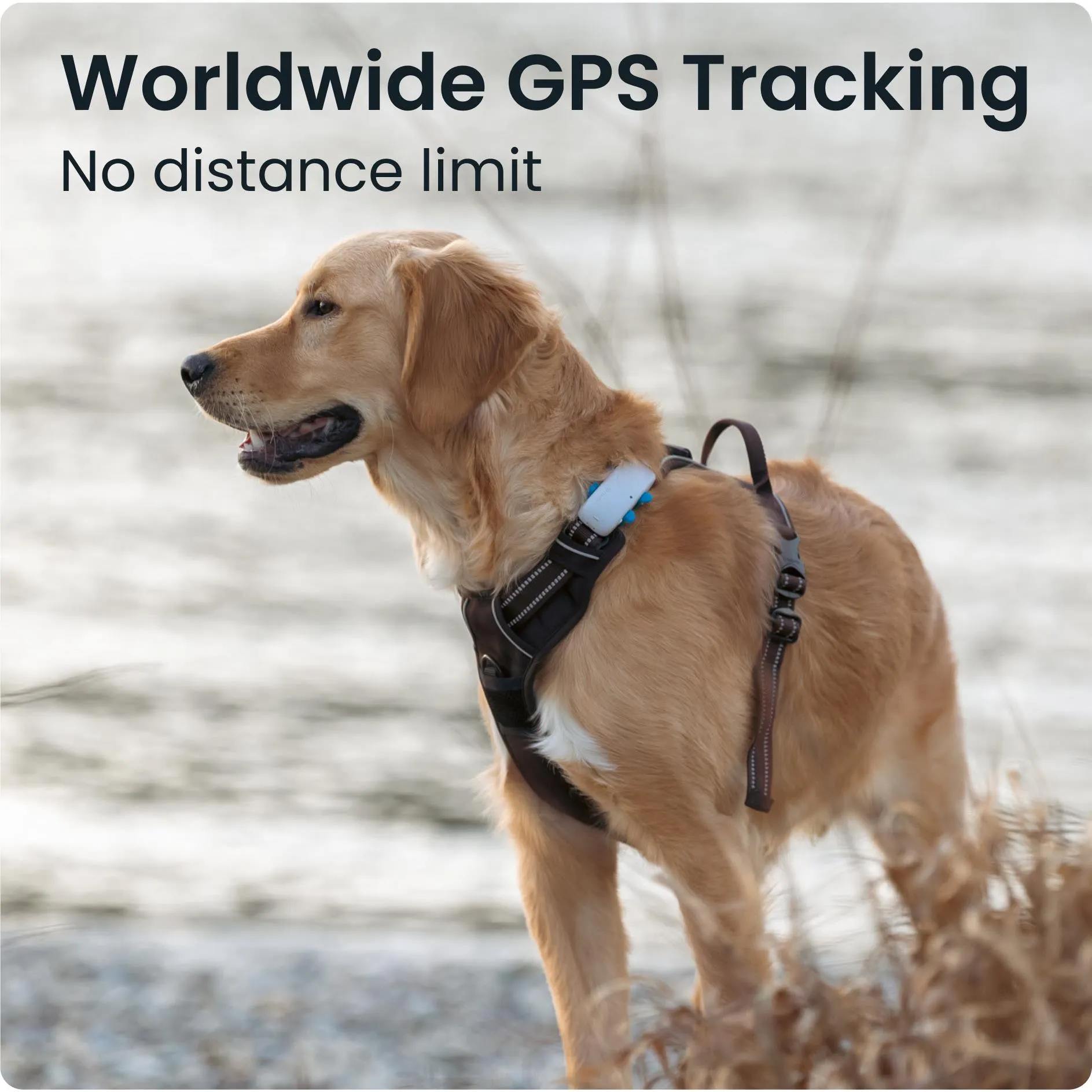 Tractive GPS DOG 4 Dog Tracker and Activity Monitor